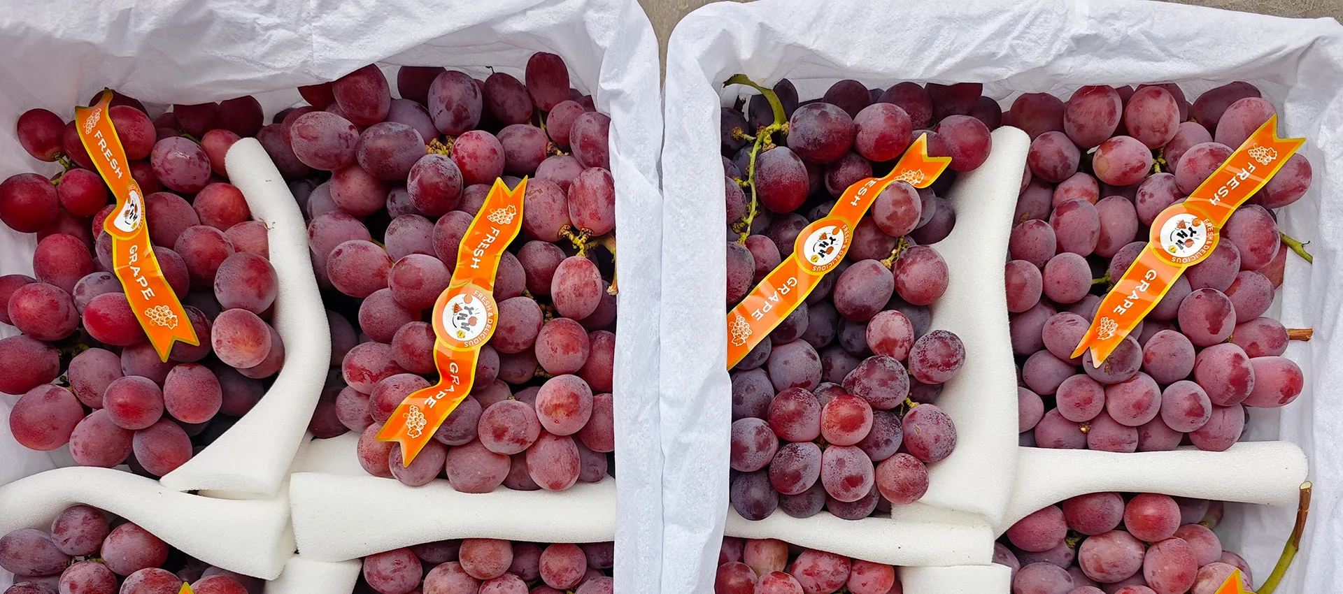 China Premium Fresh Grapes mpamatsy