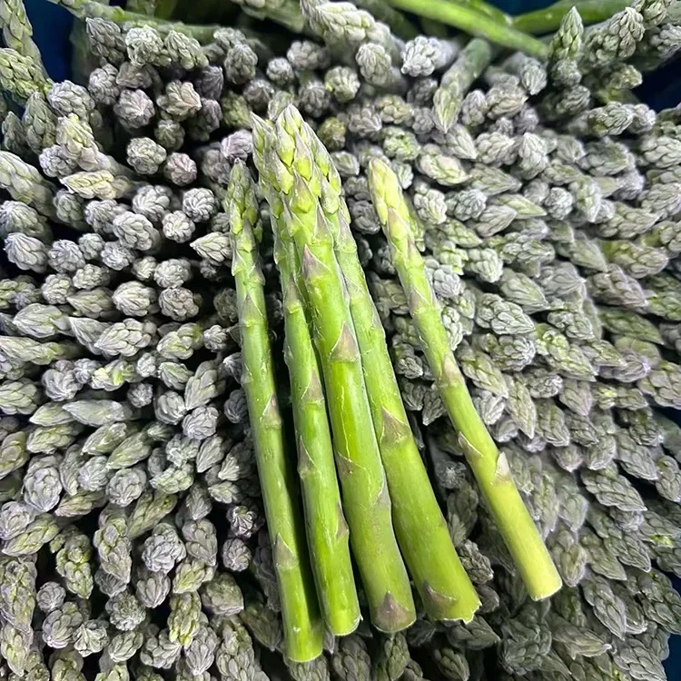 Asparagus maitso mangatsiaka voafantina ho an'ny serivisy sakafo tsy miovaova sy famatsiana akora