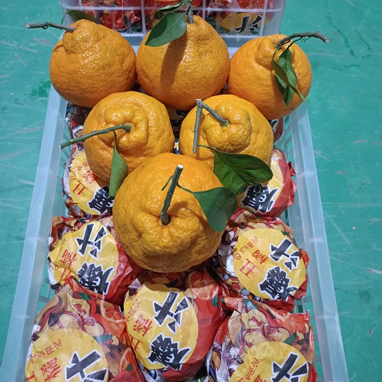 Shiranui Mandarin vaovao