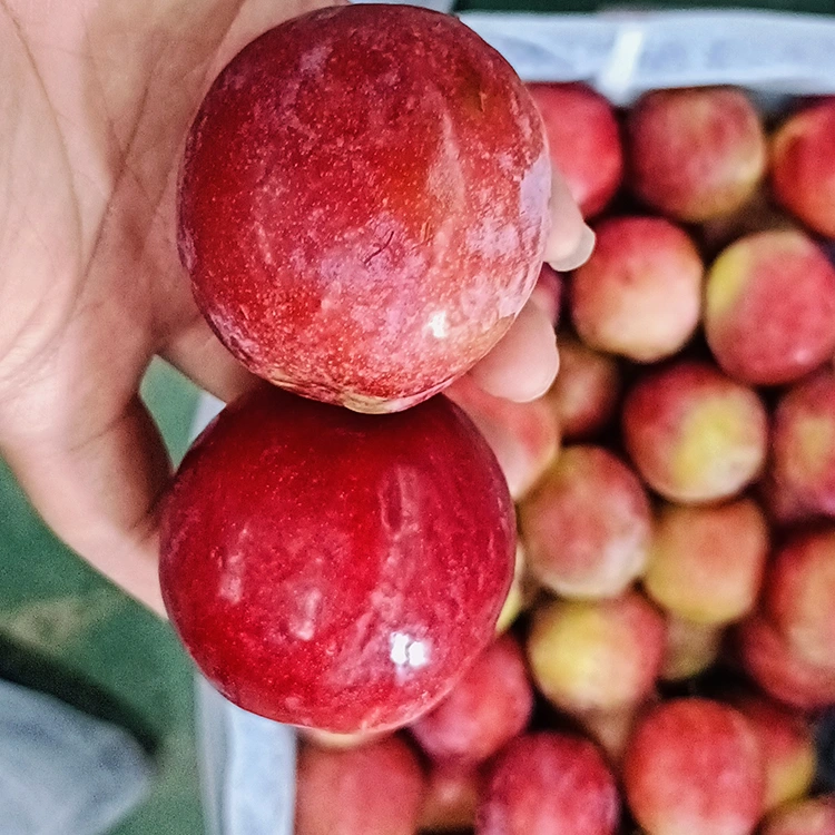 Plum Meiyi mena mamy vaovao