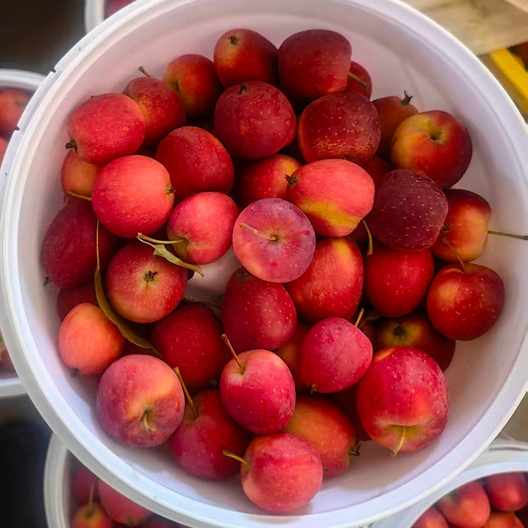 Apple Cherry Sinoa vaovao avo lenta
