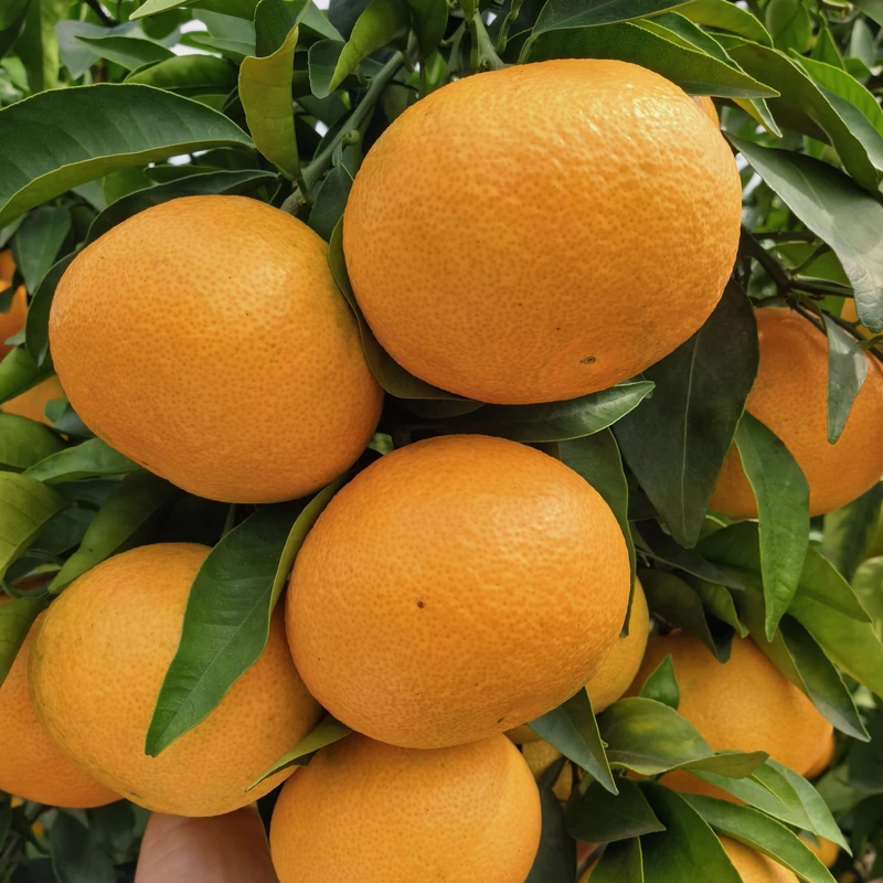 Premium Fresh Aiyuan Jelly Orange Thin Peel