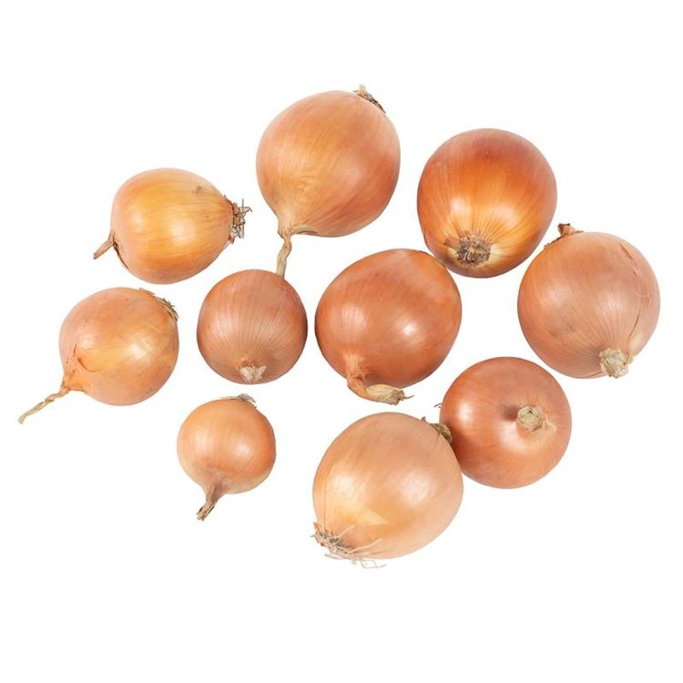 Tongolo mavo vaovao Premium