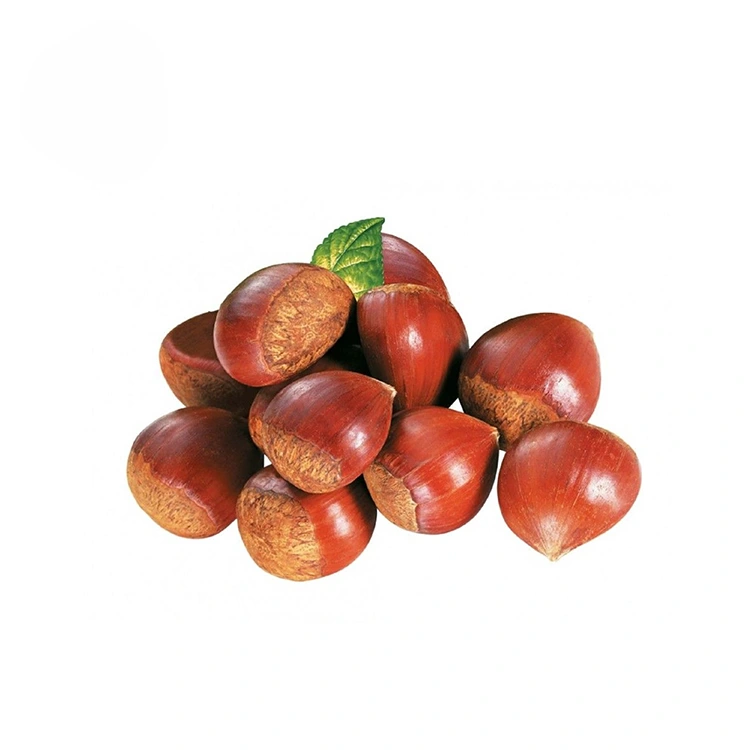 Chestnut tsara kalitao