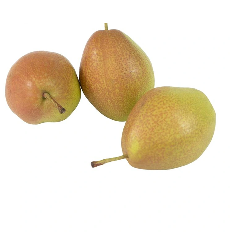 Pears Hongxiangsu vaovao tsara kalitao